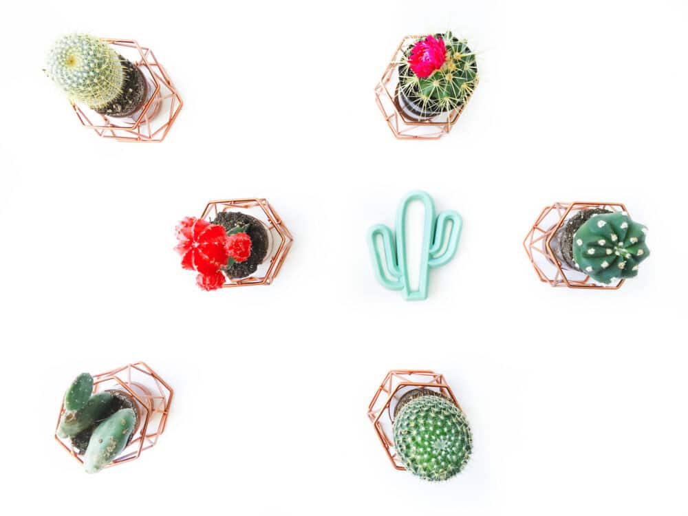 A group of cactus plants arranged in a circle on a white surface.