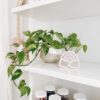 A white shelf with a plant and a few jars.